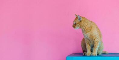 Katze Orange auf Rosa Hintergrund leeren Raum foto