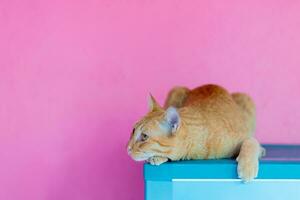 Katze Orange auf Rosa Hintergrund leeren Raum foto