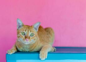 Katze Orange auf Rosa Hintergrund leeren Raum foto