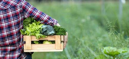 Farmer ist Tragen das hölzern Tablett voll von frisch wählen Bio Gemüse beim das Garten zum Ernte Jahreszeit und gesund Diät Essen foto