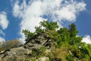 grüne Baumkrone über blauem Himmel und Wolkenhintergrund im Sommer foto