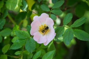Biene auf ein Blume von wild Rose foto