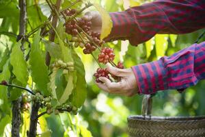 Landwirtschaft Hände pflücken Arabica Kaffee Kirsche auf Baum, Konzept von Kaffee Plantage, Kaffee Ernte, Kaffee Plantage Geschäft foto