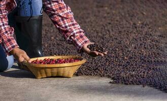 weiblich Farmer einer Hand hält Korb von Kirsche Kaffee Bohnen, andere Hand zeigen Stapel von getrocknet Samen, Arbeiter Trocknen Kaffee auf ein Beton Terrasse, Konzept von Kaffee Produkte Prozess, Kaffee Geschäft, Industrie foto