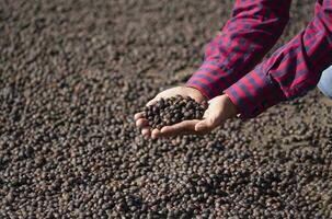 Farmer halten getrocknet Kaffee Bohnen, Frau Hände Überprüfung Kaffee Bohnen Das Sein getrocknet auf Boden foto