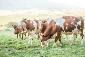 Herde Kühe auf ein Wiesen Weide oder Ackerland foto