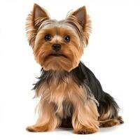 Yorkshire Terrier Stahl Gold Farbe isoliert foto