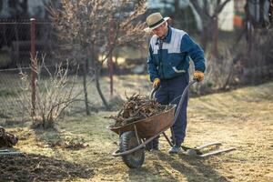 ein Alten männlich Farmer reinigt das Garten nach graben oben ein alt Obst Baum, Wiegen das Wurzeln auf ein Schubkarre foto