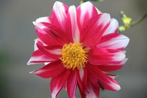 Rosa und Weiß Dahlie Blumen mit zwei Mücken auf ihnen. foto