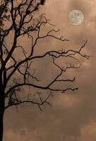 Silhouette von Baum beim Nacht mit voll Mond im das Himmel. Halloween Urlaub. foto