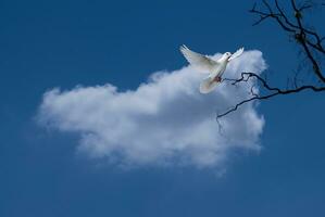 Weiß Vogel fliegend im das Blau Himmel mit Weiß Wolke und Baum Ast benutzt zum texturiert Hintergründe. foto