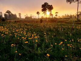 atemberaubend Schönheit von ein Sonnenaufgang im das Hochland von Java foto