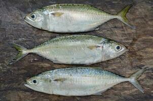 frisch sportlicher Körperbau Makrele Fisch zum Kochen foto