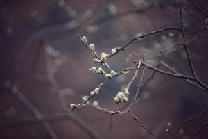 sprießen und Zweige in der Frühlingssaison foto