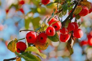 rote Apfelfrüchte hängen foto