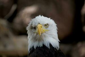 ein Porträt von ein Vogel von Beute amerikanisch Adler auf ein neutral Beige Hintergrund foto