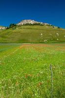 Castelluccio di Norcia und seine blühende Natur foto