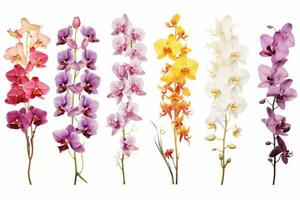 Sammlung von Illustration Orchidee Blume isoliert auf Weiß Hintergrund foto