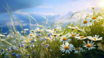 Nahansicht schön Wiese im Sommer- mit wild Blumen Kamille und Blau Himmel Hintergrund ai generativ foto