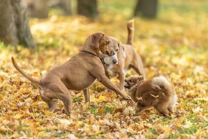 ein wütend Treffen von drei Hunde während ein gehen im Natur foto