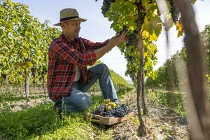 ein zufrieden Winzer Ernten Trauben im seine Weinberg. foto