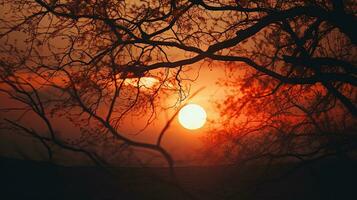 Nachmittag Sonne Abgüsse Baum Geäst wie Silhouetten beim Sonnenuntergang foto