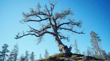 niedrig Winkel Schuss von blattlos Eiche Baum gegen Blau Himmel früh finnisch Frühling Natur Erhaltung. Silhouette Konzept foto