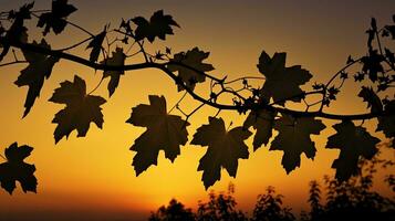 Silhouette von Traube Blätter beim Sonnenuntergang foto
