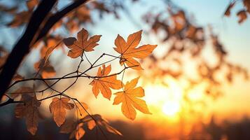 Silhouette Schatten von Baum Blätter im Vorderseite von ein Sonnenuntergang Himmel mit flach Tiefe von Feld foto