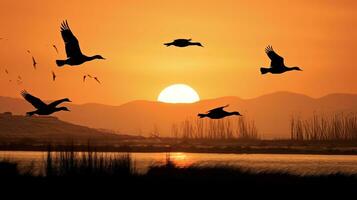 kanadisch Gänse fliegend Über Tierwelt Zuflucht im Kalifornien während Sonnenuntergang. Silhouette Konzept foto