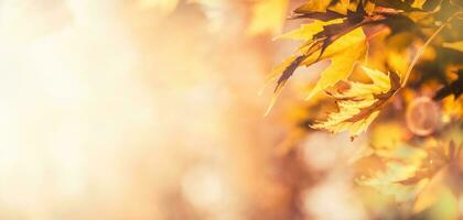 Herbst Blätter abstrakt Panorama- Banner Sanft Fokus Hintergrund foto