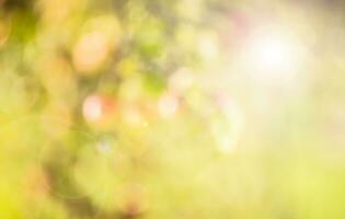 Sommer- Herbst Hintergrund von ein Garten, Wald oder Park aus von Fokus mit Sonnenlicht foto