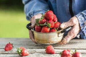 farme's Hände halt ein alt Küche Topf voll von frisch reif Erdbeeren foto