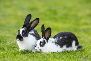 Hase. süß Hase Hase auf das Rasen im das Garten foto