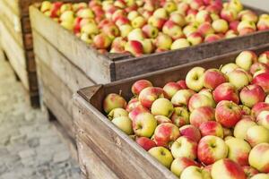 Äpfel im hölzern Kisten auf ein Straße foto