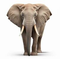 Elefant Tier isoliert foto