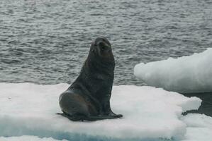 Antarktis Pelz Sealarctophoca Gazella, ein Strand, antartisch Halbinsel. foto