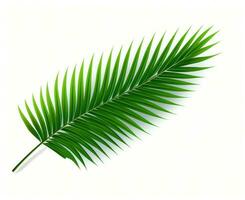 Grün Palme Blatt isoliert foto