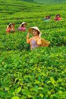 ein Gruppe von Tee Pflücker Stehen im das Mitte von ein Tee Garten beim Arbeit foto