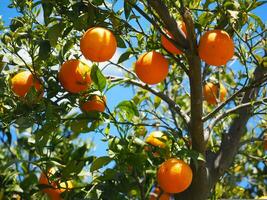 Orangen, Früchte, Hain Bild foto