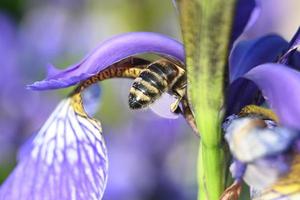 Biene sammelt Honig foto