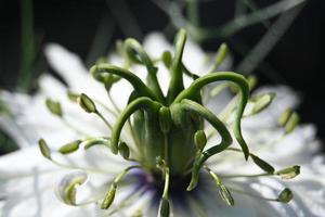 schwarze Maserung weiße Blüte foto