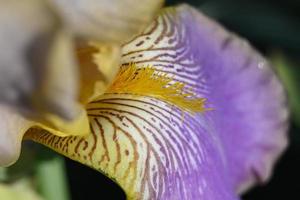 Iris buntes Blütenblatt foto