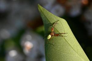 kleine Spinne auf grünem Blatt foto