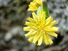 youngia japonica, häufig namens jukut kamanilan, ist ein Spezies von blühen Pflanze im das Asteraceae Familie. foto