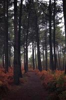 Bäume im Wald in der Natur in der Herbstsaison foto