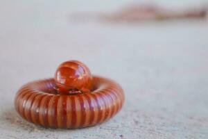 ein rot Tausendfüßler zusammengerollt oben auf das Zement Boden. foto