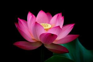 schön Rosa Lotus blosom Nahansicht auf dunkel Hintergrund generativ ai foto