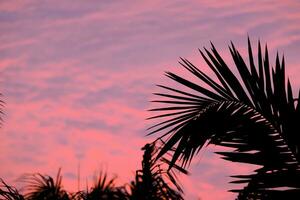 Silhouette der Palme auf schönem Sonnenuntergang rosa Farbe auf Naturhintergrund foto
