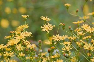 romantische gelbe Blume im Garten im Frühling foto